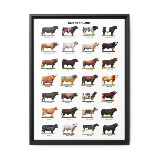 Breeds of Cattle Poster, Cattle Breed Identification Chart, Cow and Bull Breeds Guide Educational Farm Animal Canvas Print