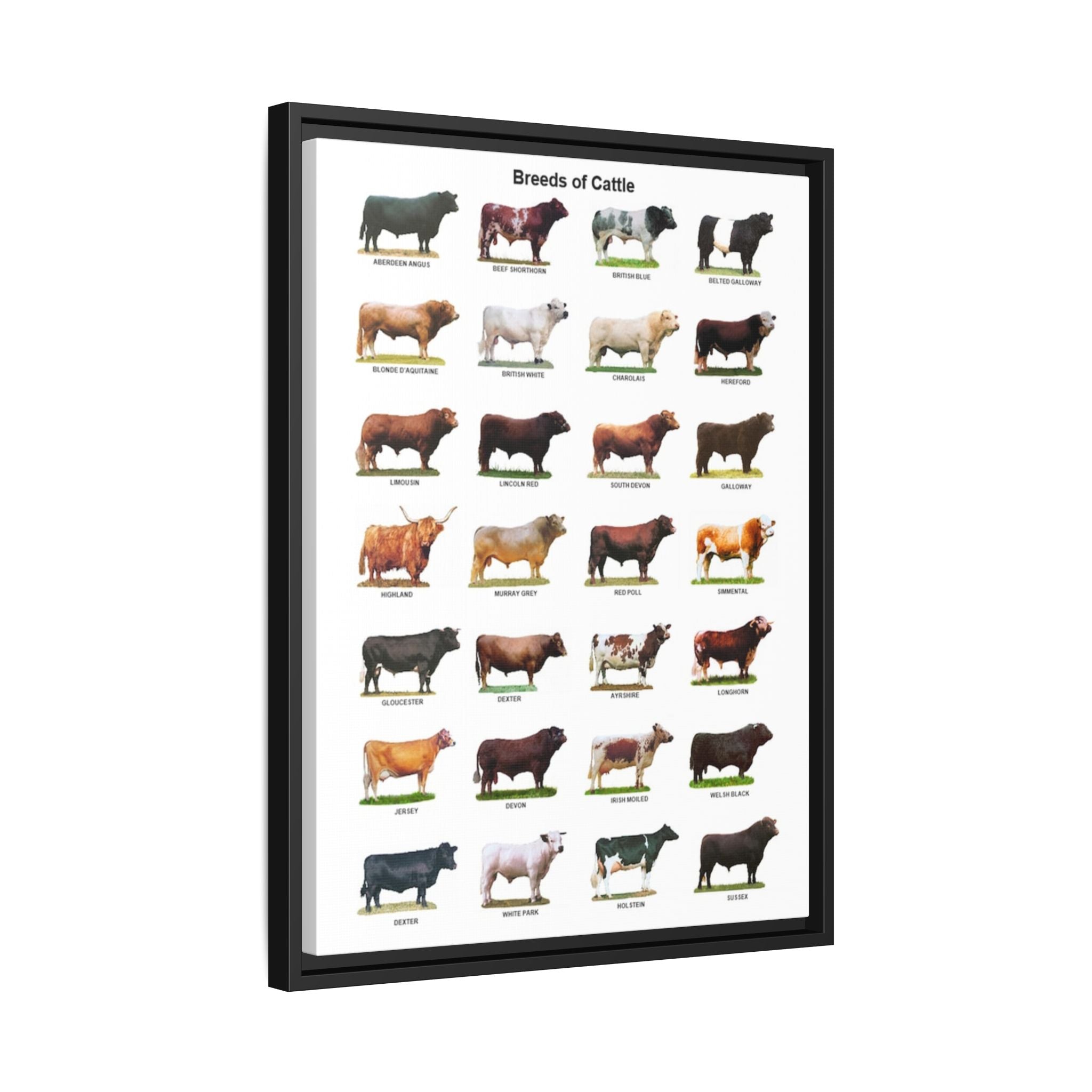 Breeds of Cattle Poster, Cattle Breed Identification Chart, Cow and Bull Breeds Guide Educational Farm Animal Canvas Print