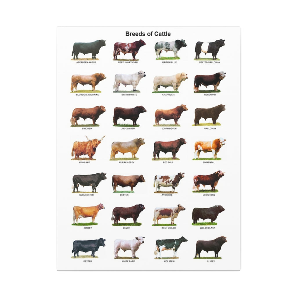 Breeds of Cattle Poster, Cattle Breed Identification Chart, Cow and Bull Breeds Guide Educational Farm Animal Canvas Print