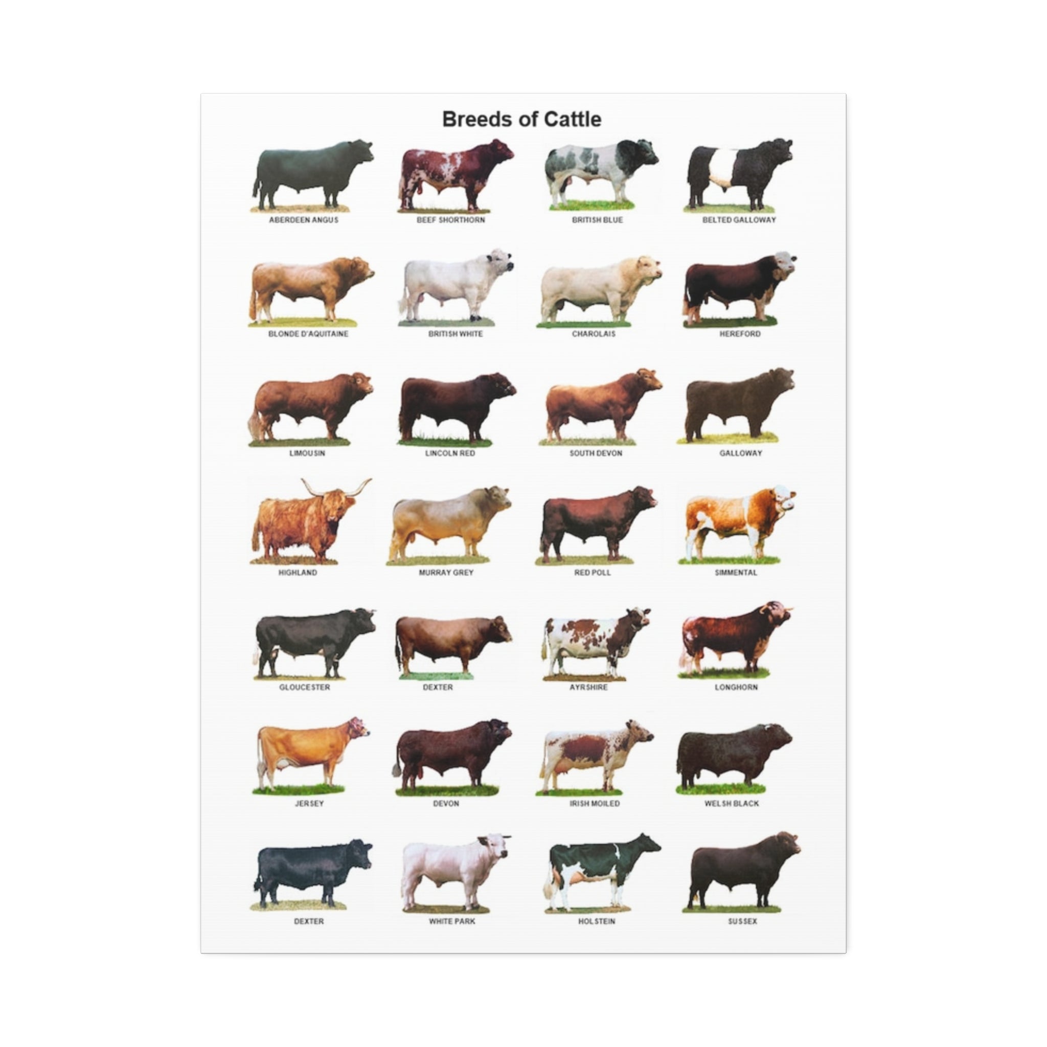 Breeds of Cattle Poster, Cattle Breed Identification Chart, Cow and Bull Breeds Guide Educational Farm Animal Canvas Print