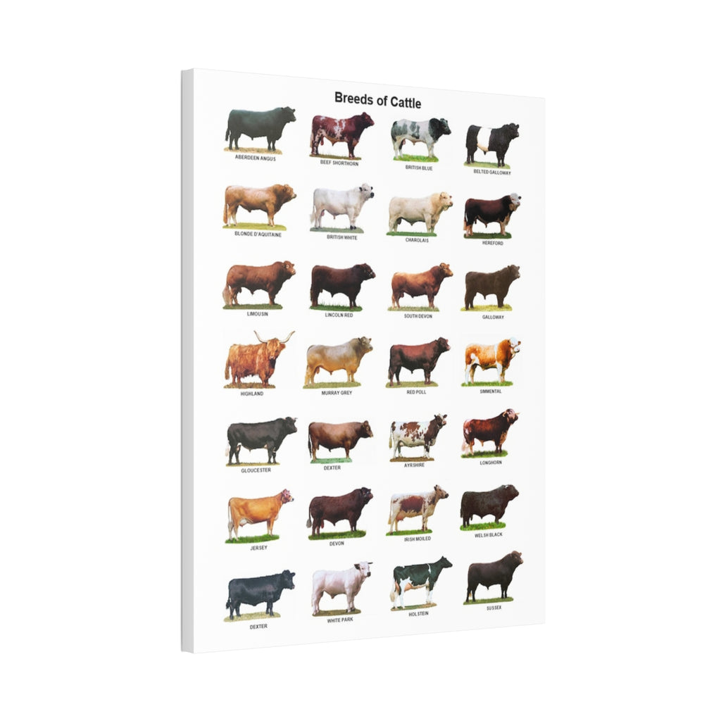 Breeds of Cattle Poster, Cattle Breed Identification Chart, Cow and Bull Breeds Guide Educational Farm Animal Canvas Print