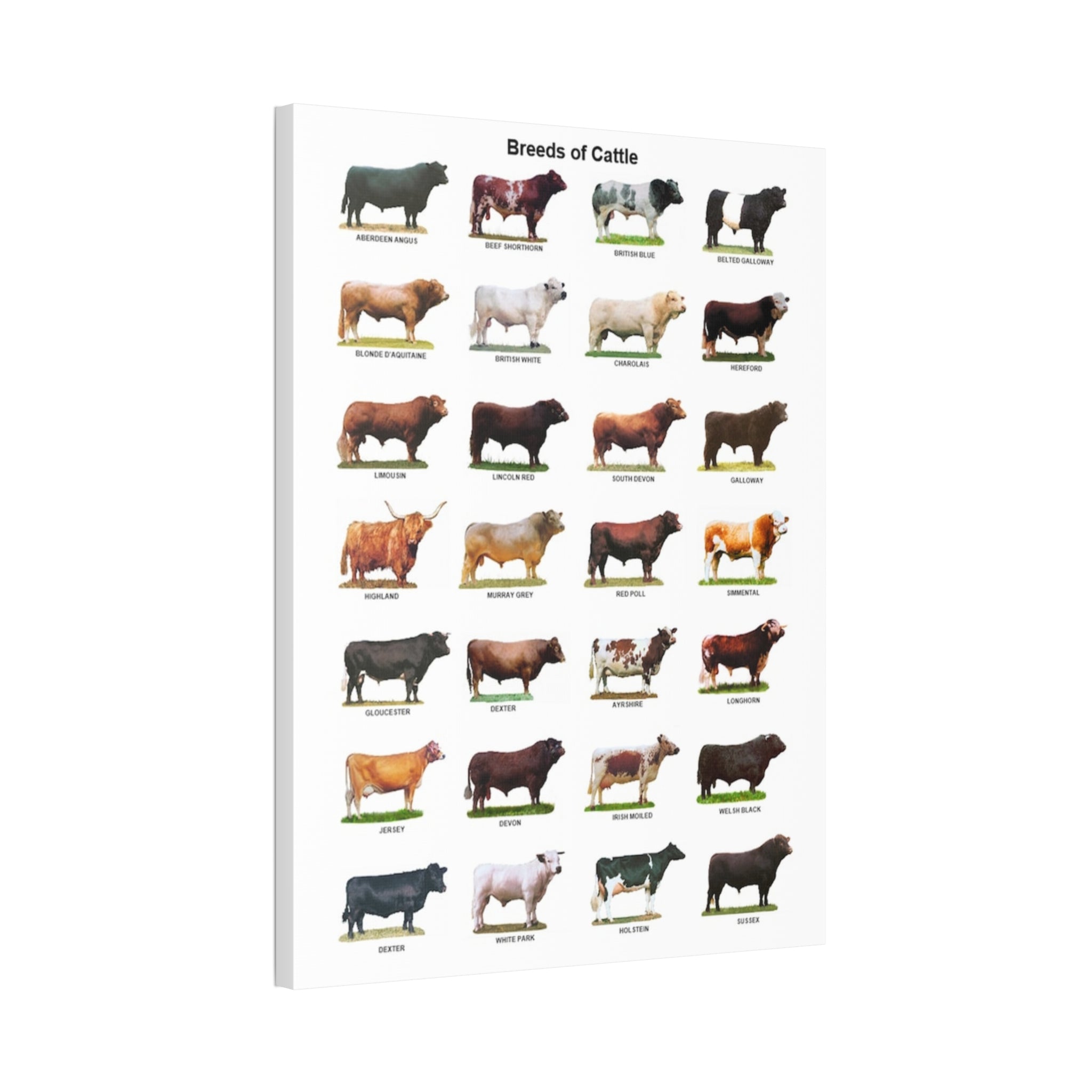 Breeds of Cattle Poster, Cattle Breed Identification Chart, Cow and Bull Breeds Guide Educational Farm Animal Canvas Print