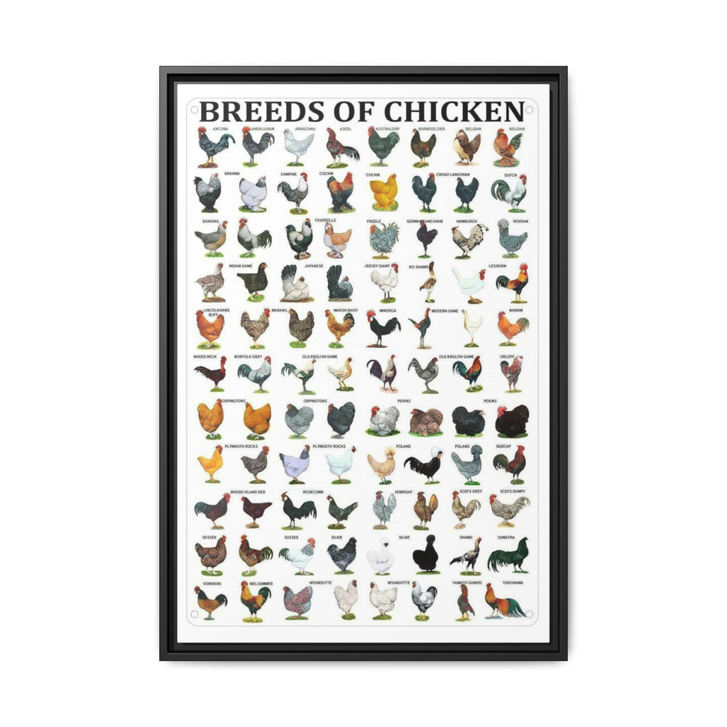 Breeds of Chicken Poster, Chicken Breed Identification Chart, Poultry Breeds Guide Educational Farm Animal Canvas Print