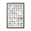 Breeds of Chicken Poster, Chicken Breed Identification Chart, Poultry Breeds Guide Educational Farm Animal Canvas Print