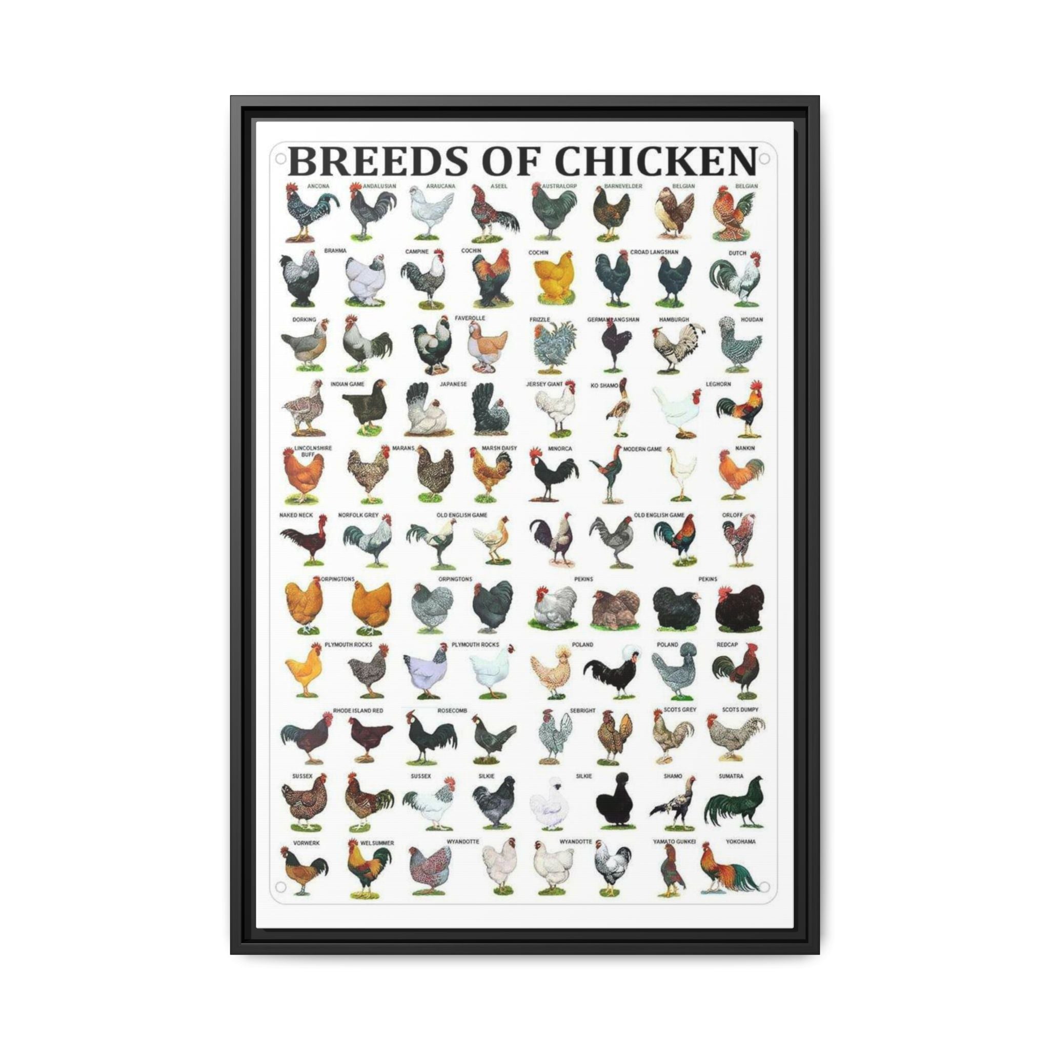 Breeds of Chicken Poster, Chicken Breed Identification Chart, Poultry Breeds Guide Educational Farm Animal Canvas Print