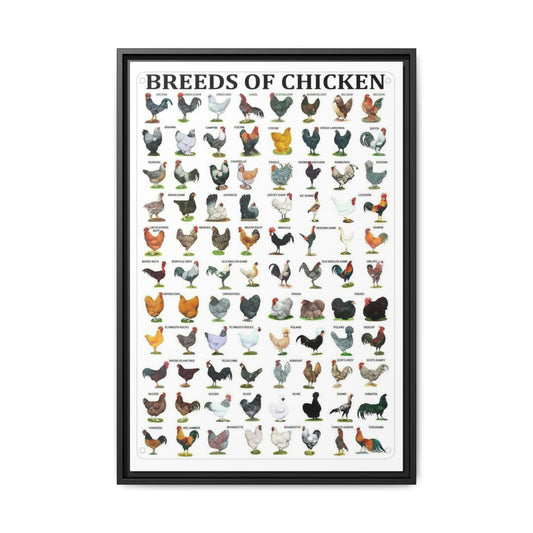 Breeds of Chicken Poster, Chicken Breed Identification Chart, Poultry Breeds Guide Educational Farm Animal Canvas Print
