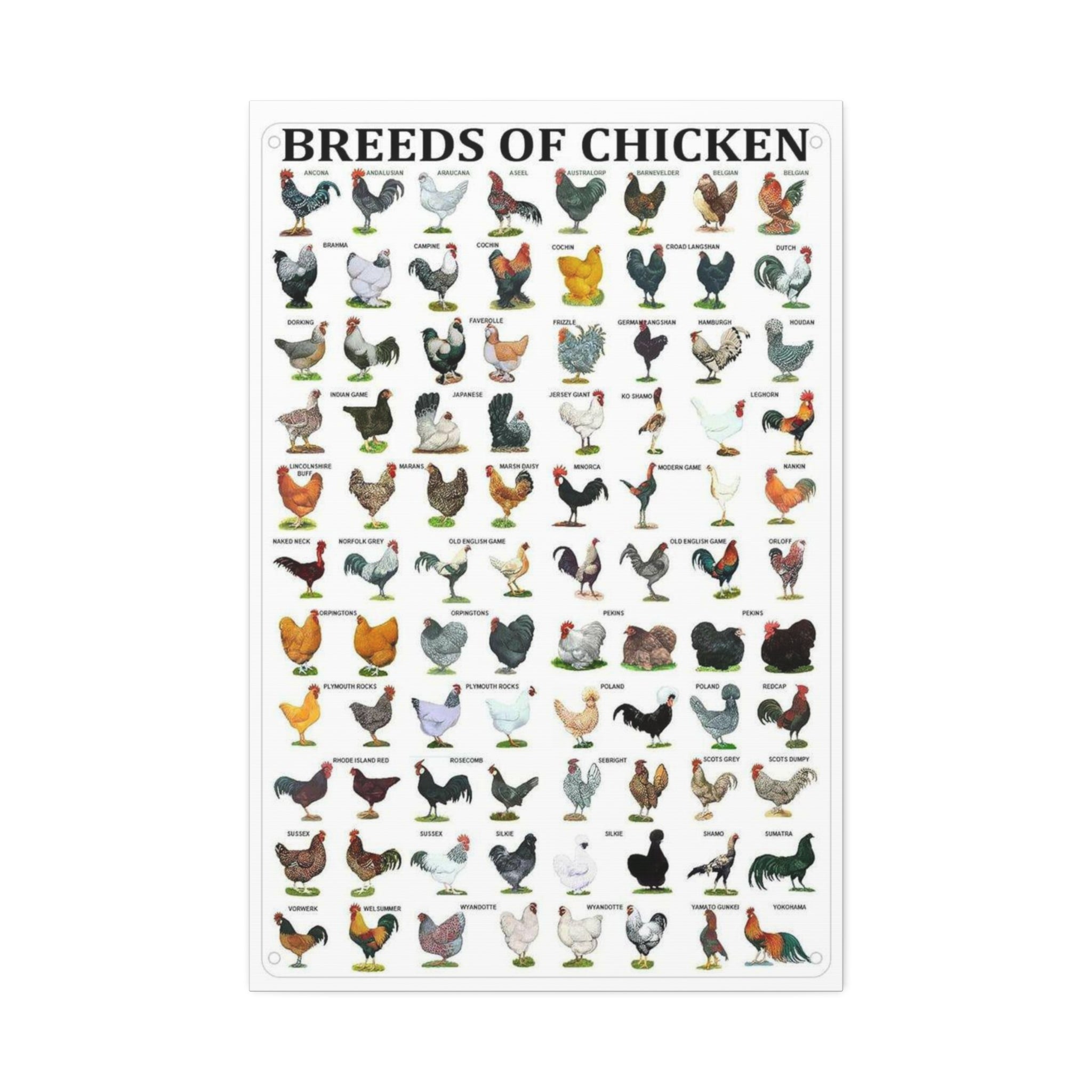 Breeds of Chicken Poster, Chicken Breed Identification Chart, Poultry Breeds Guide Educational Farm Animal Canvas Print
