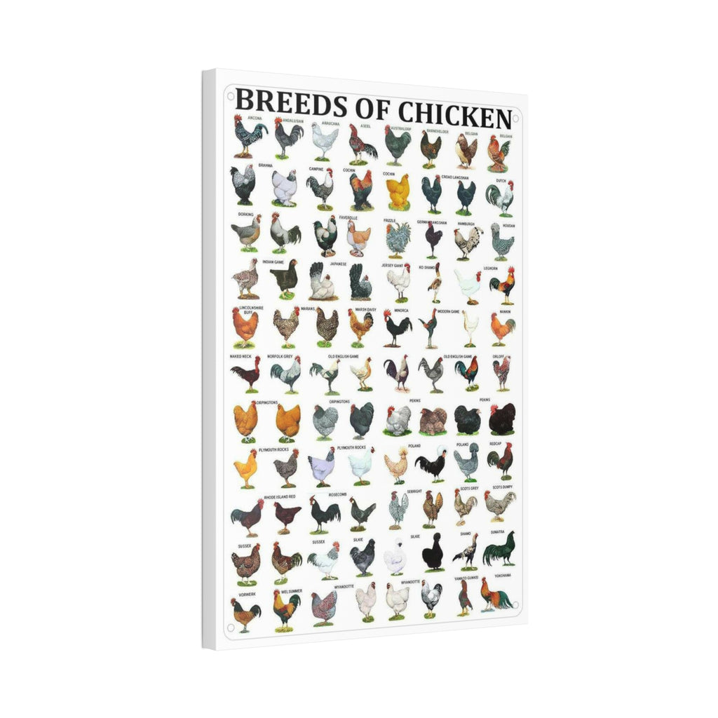 Breeds of Chicken Poster, Chicken Breed Identification Chart, Poultry Breeds Guide Educational Farm Animal Canvas Print