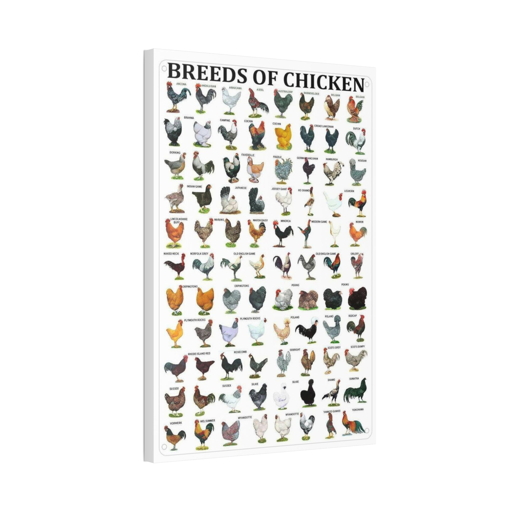 Breeds of Chicken Poster, Chicken Breed Identification Chart, Poultry Breeds Guide Educational Farm Animal Canvas Print