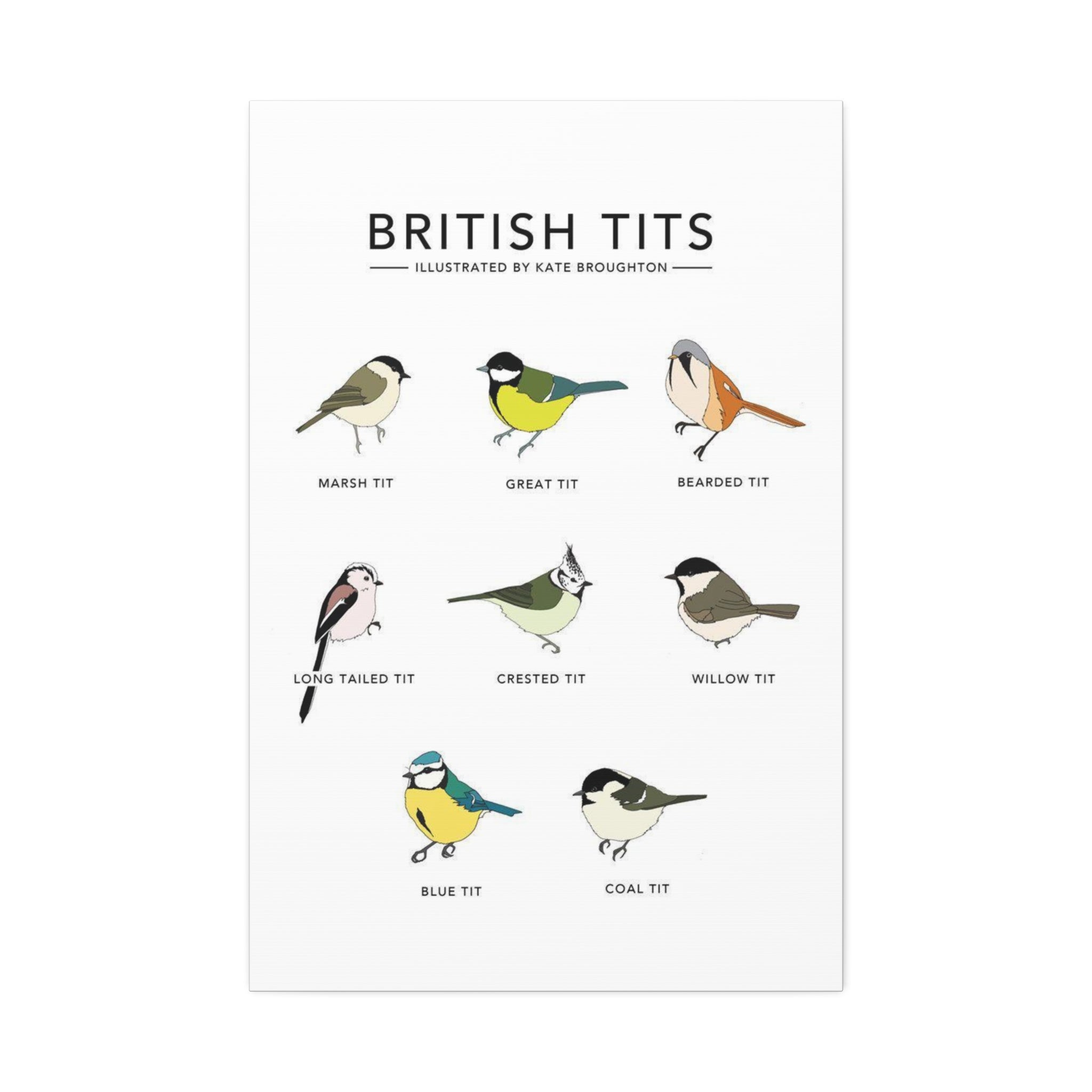 British Tits Poster, British Tit Bird Identification Chart, Garden Tit Species Guide, UK Birdwatching Educational Canvas Print