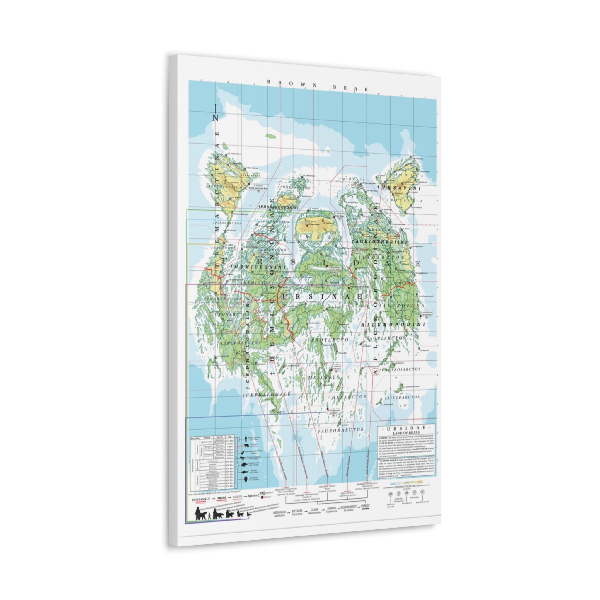 Brown Bear Family Tree Map Poster, Ursidae Evolution Chart Print, Bear Species Identification Wall Art, Wildlife Gift