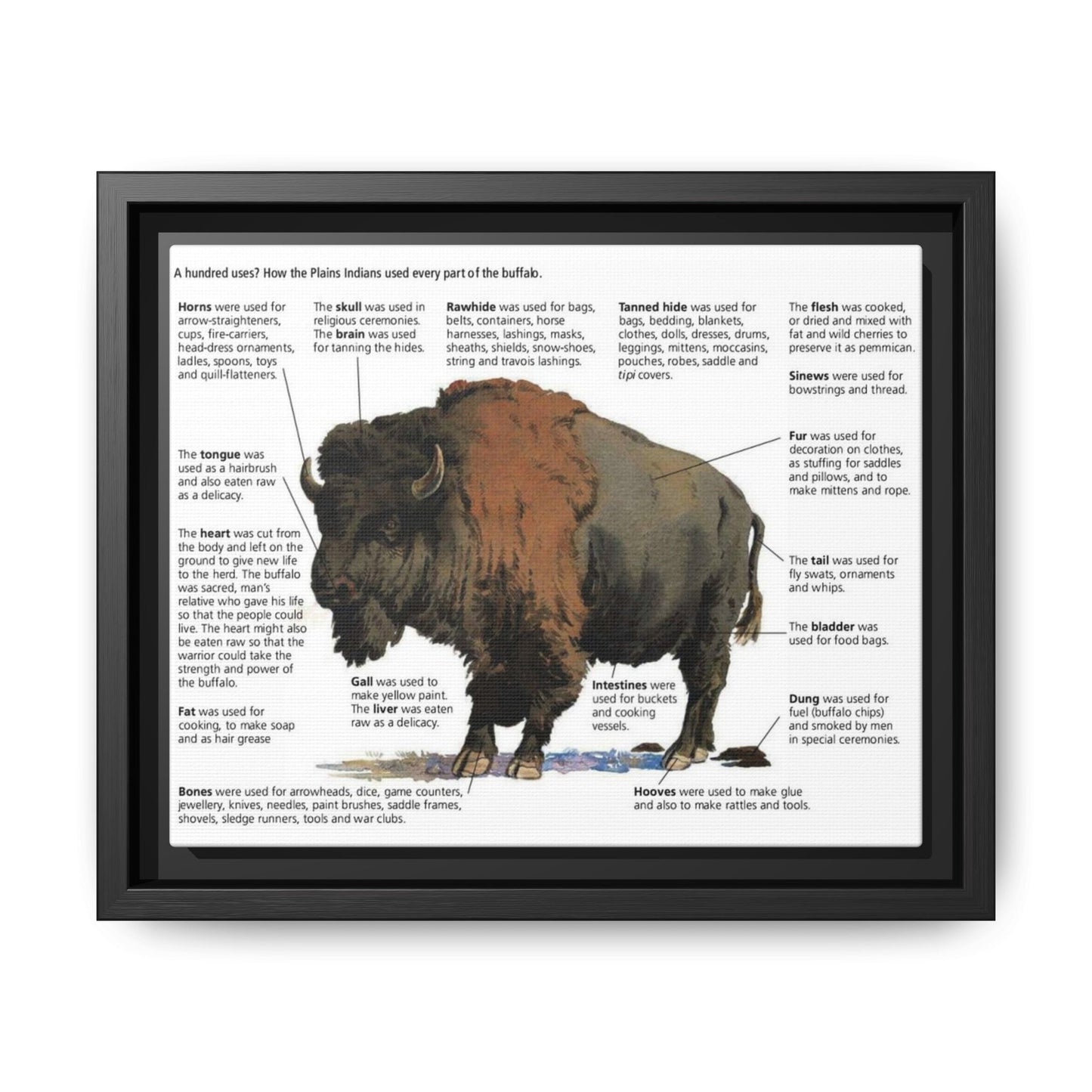 Buffalo Uses Guide Poster, How Plains Indians Used Every Part Of The Buffalo Horizontal Poster