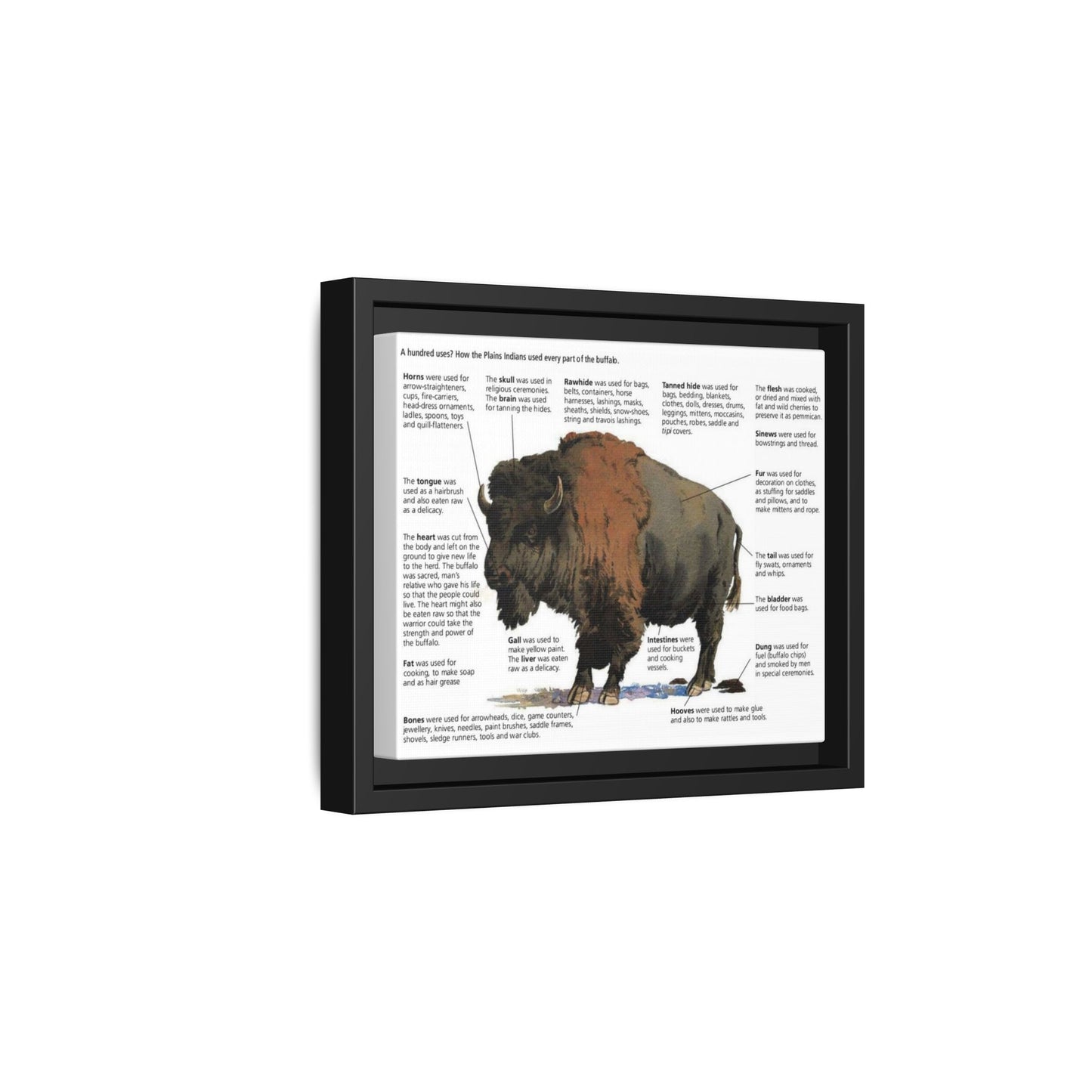 Buffalo Uses Guide Poster, How Plains Indians Used Every Part Of The Buffalo Horizontal Poster