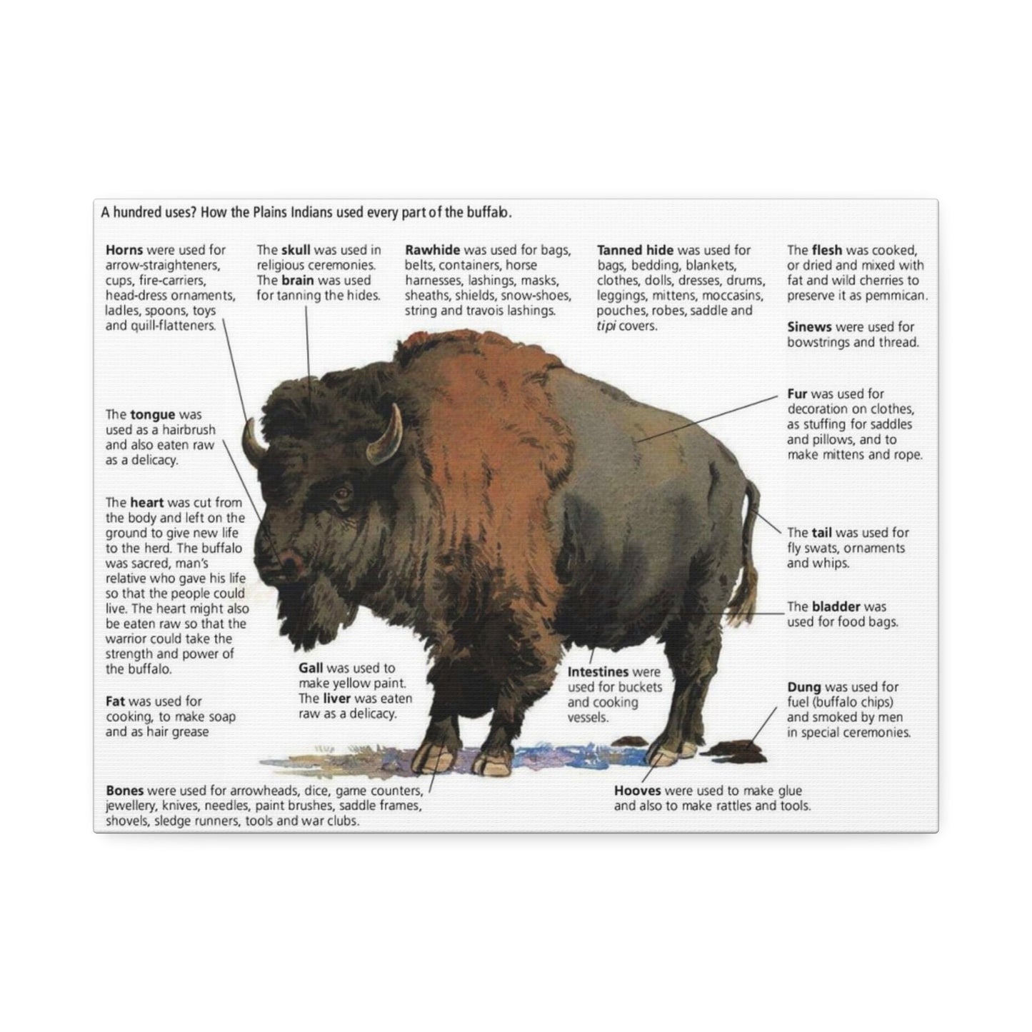 Buffalo Uses Guide Poster, How Plains Indians Used Every Part Of The Buffalo Horizontal Poster