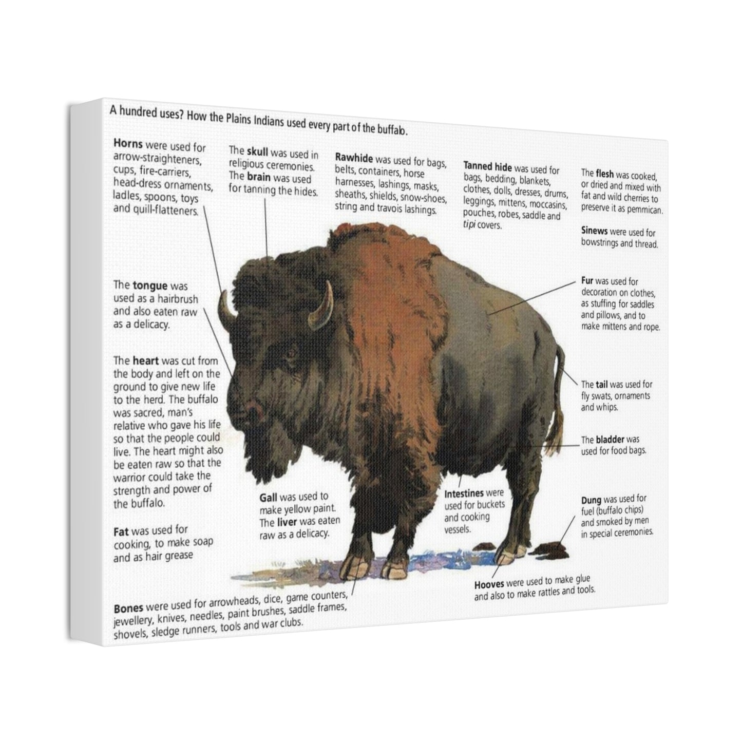 Buffalo Uses Guide Poster, How Plains Indians Used Every Part Of The Buffalo Horizontal Poster
