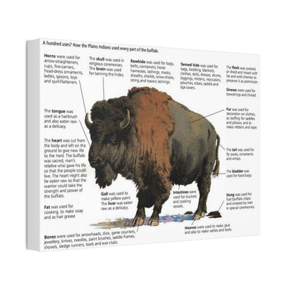 Buffalo Uses Guide Poster, How Plains Indians Used Every Part Of The Buffalo Horizontal Poster