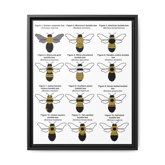 Bumble Bee Identification Poster, Different Bumble Bee Species Vertical Poster