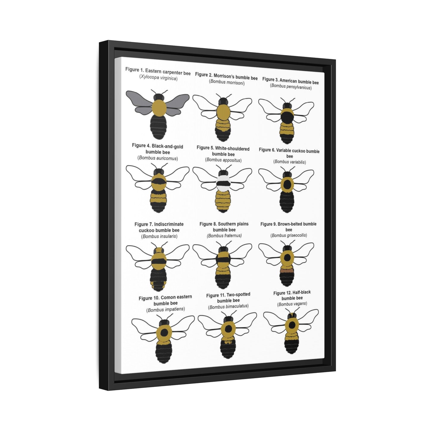 Bumble Bee Identification Poster, Different Bumble Bee Species Vertical Poster