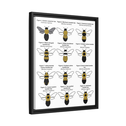Bumble Bee Identification Poster, Different Bumble Bee Species Vertical Poster