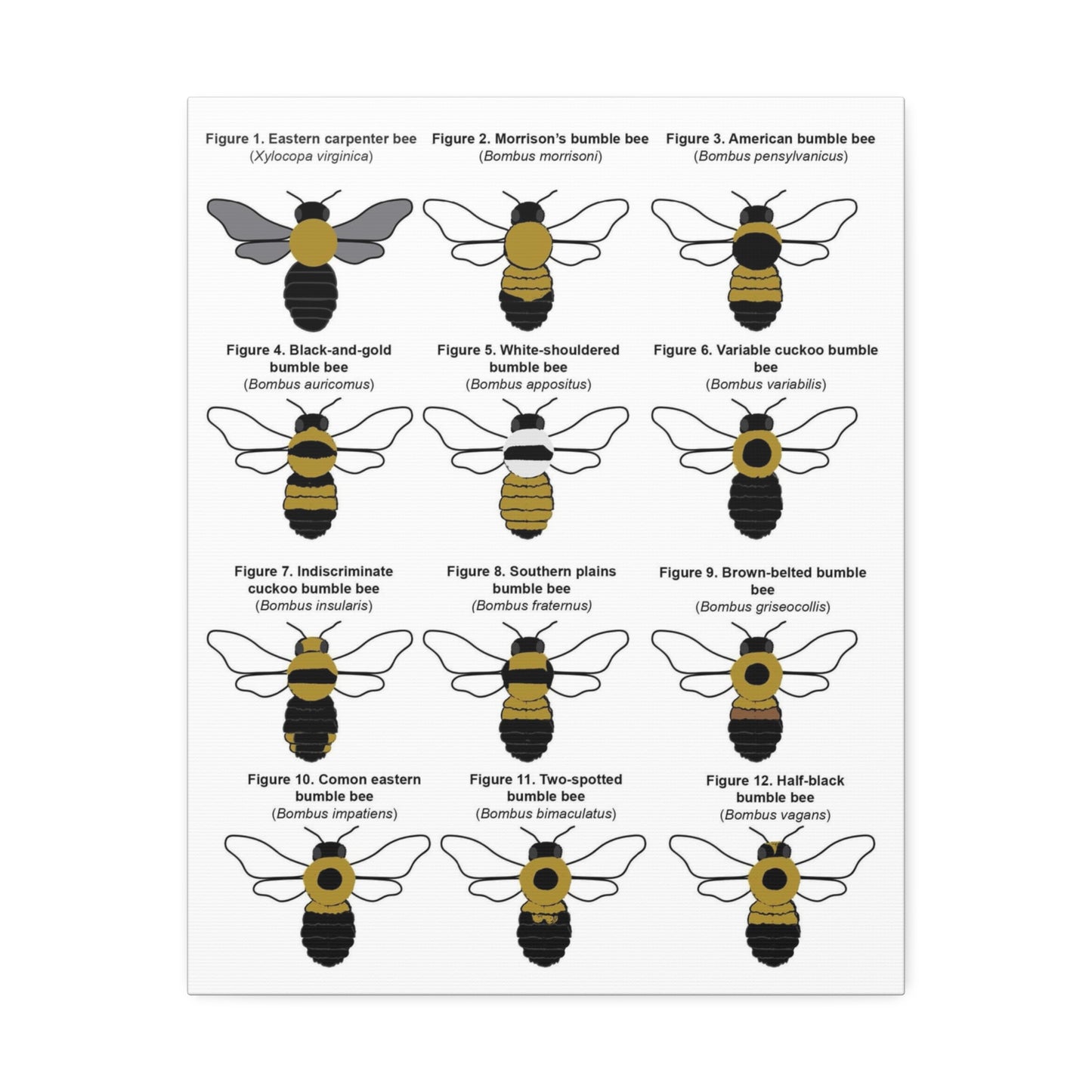 Bumble Bee Identification Poster, Different Bumble Bee Species Vertical Poster