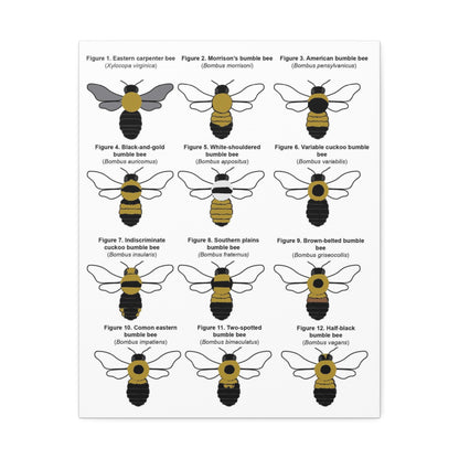 Bumble Bee Identification Poster, Different Bumble Bee Species Vertical Poster