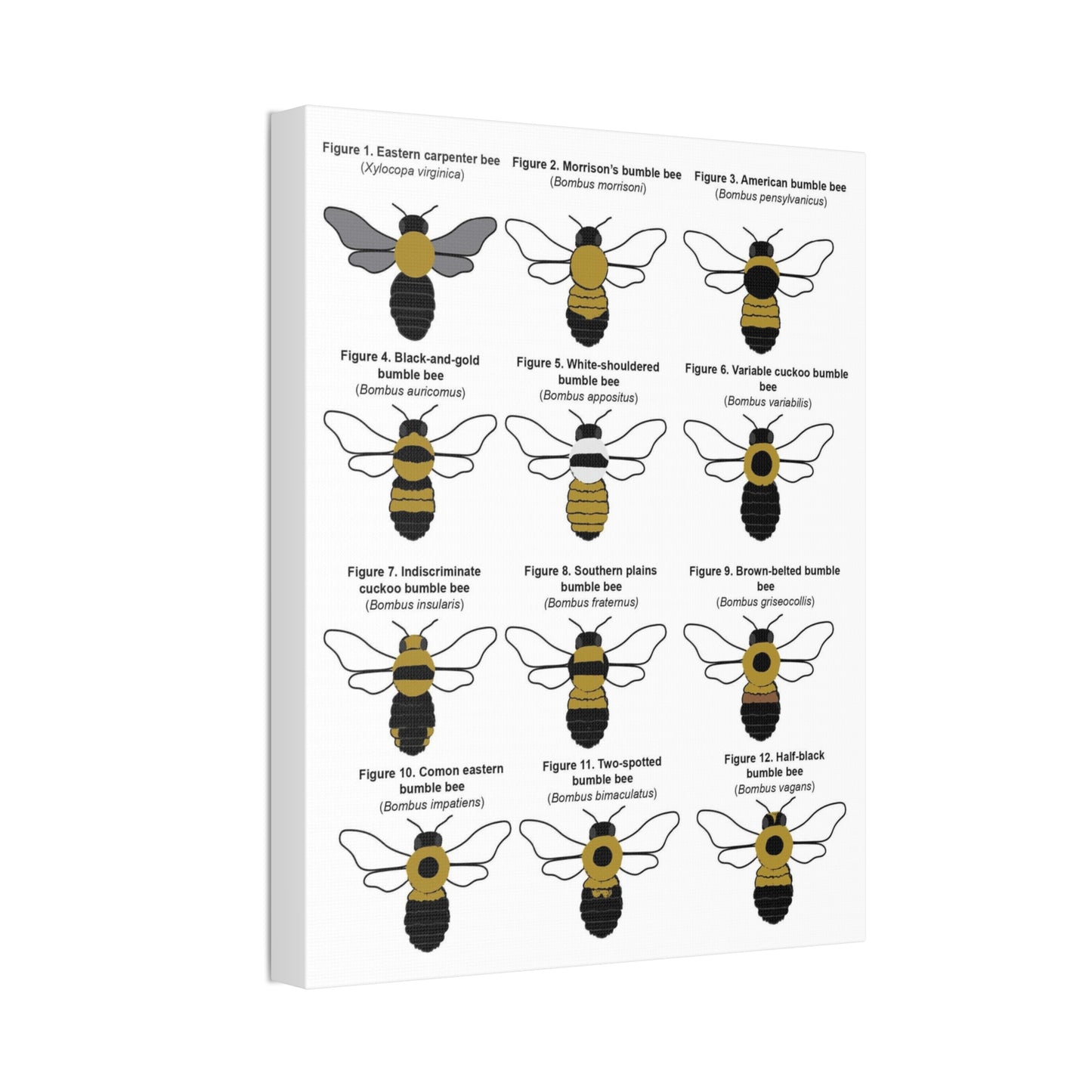Bumble Bee Identification Poster, Different Bumble Bee Species Vertical Poster