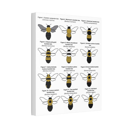 Bumble Bee Identification Poster, Different Bumble Bee Species Vertical Poster