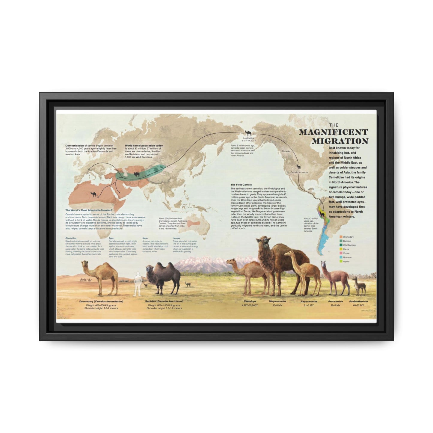 Camel Migration The Magnificent Migration Camelidae Vertical Poster