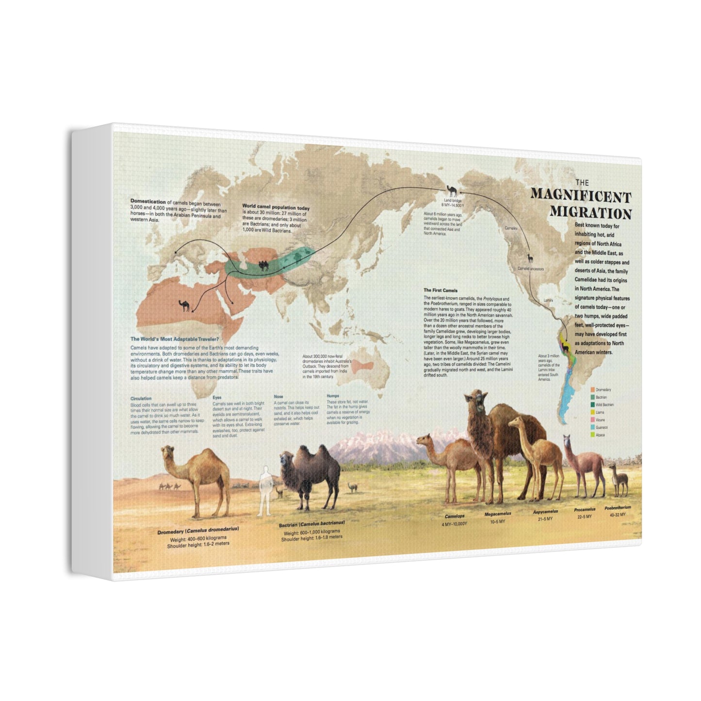 Camel Migration The Magnificent Migration Camelidae Vertical Poster