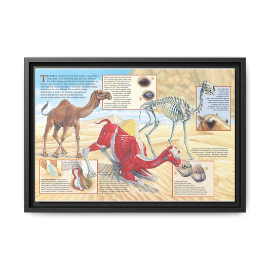 Camel Survival Guide How A Camel’s Body Helps It Survive In The Desert Horizontal Poster