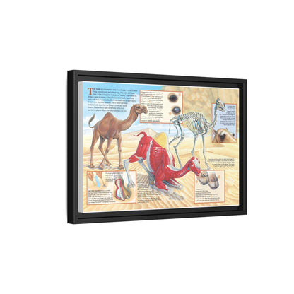 Camel Survival Guide How A Camel’s Body Helps It Survive In The Desert Horizontal Poster
