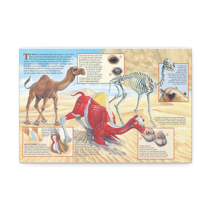 Camel Survival Guide How A Camel’s Body Helps It Survive In The Desert Horizontal Poster
