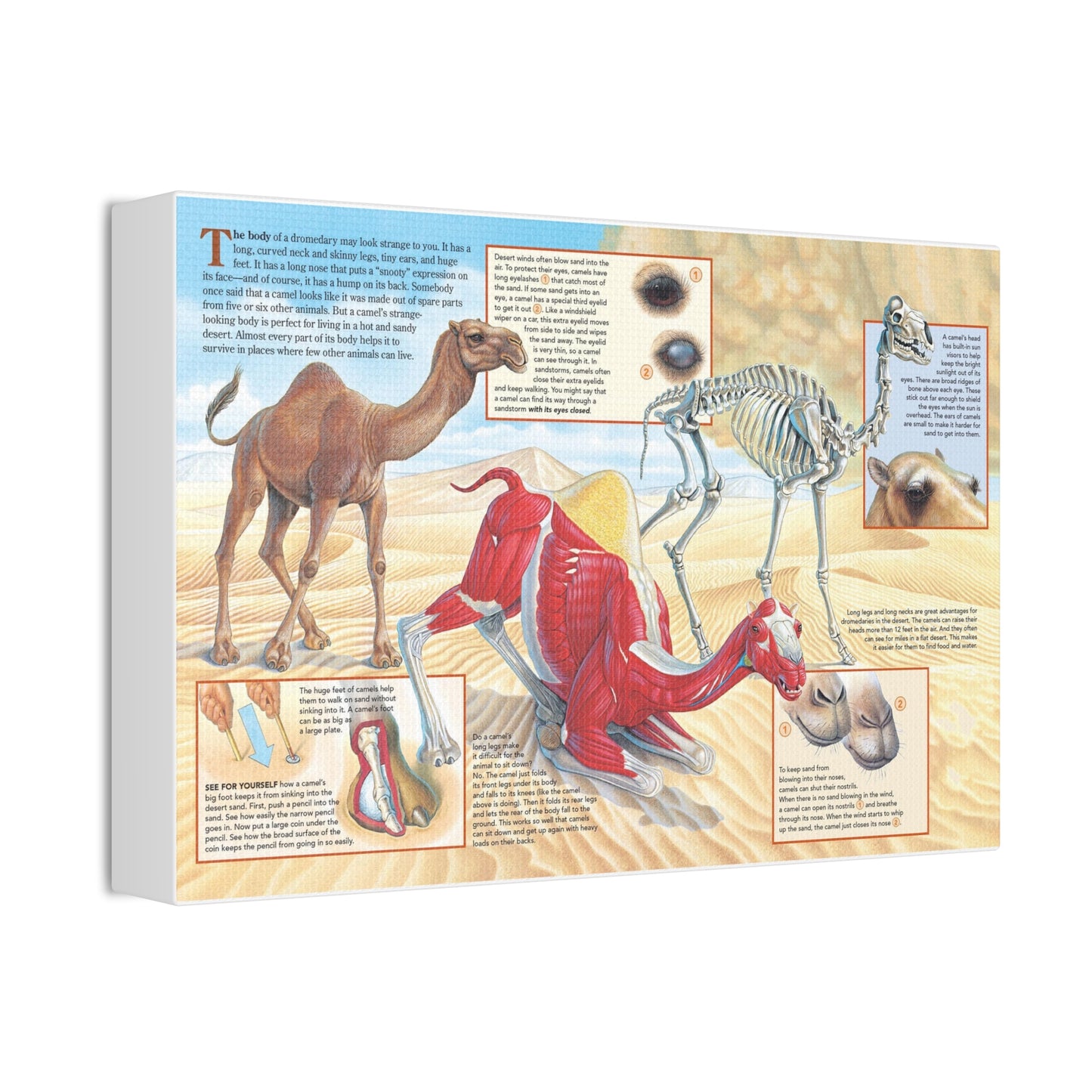 Camel Survival Guide How A Camel’s Body Helps It Survive In The Desert Horizontal Poster