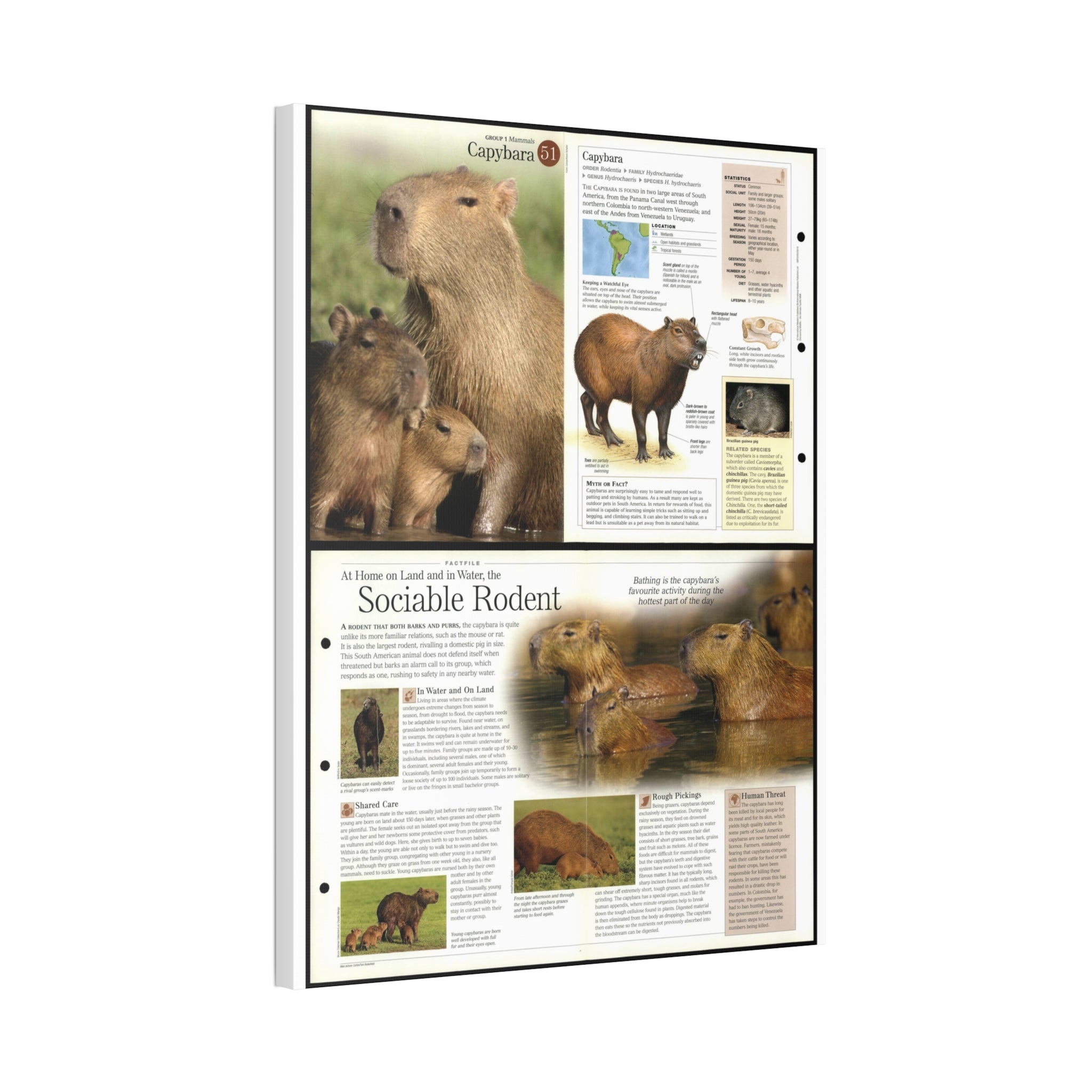 Capybara Poster, Capybara Facts and Anatomy Chart, Educational Wildlife Wall Art Canvas Print