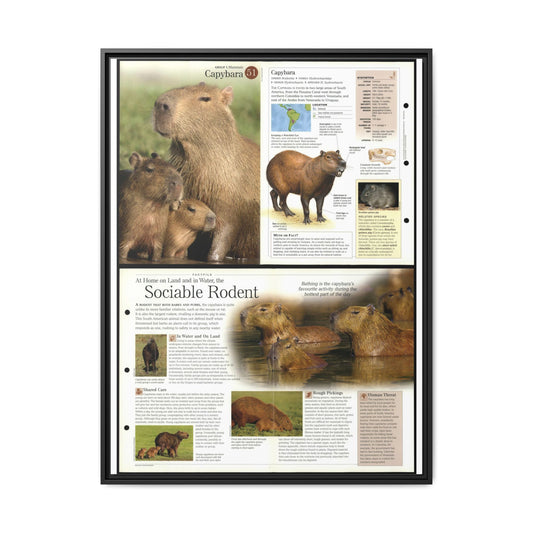 Capybara Poster, Capybara Facts and Anatomy Chart, Educational Wildlife Wall Art Canvas Print