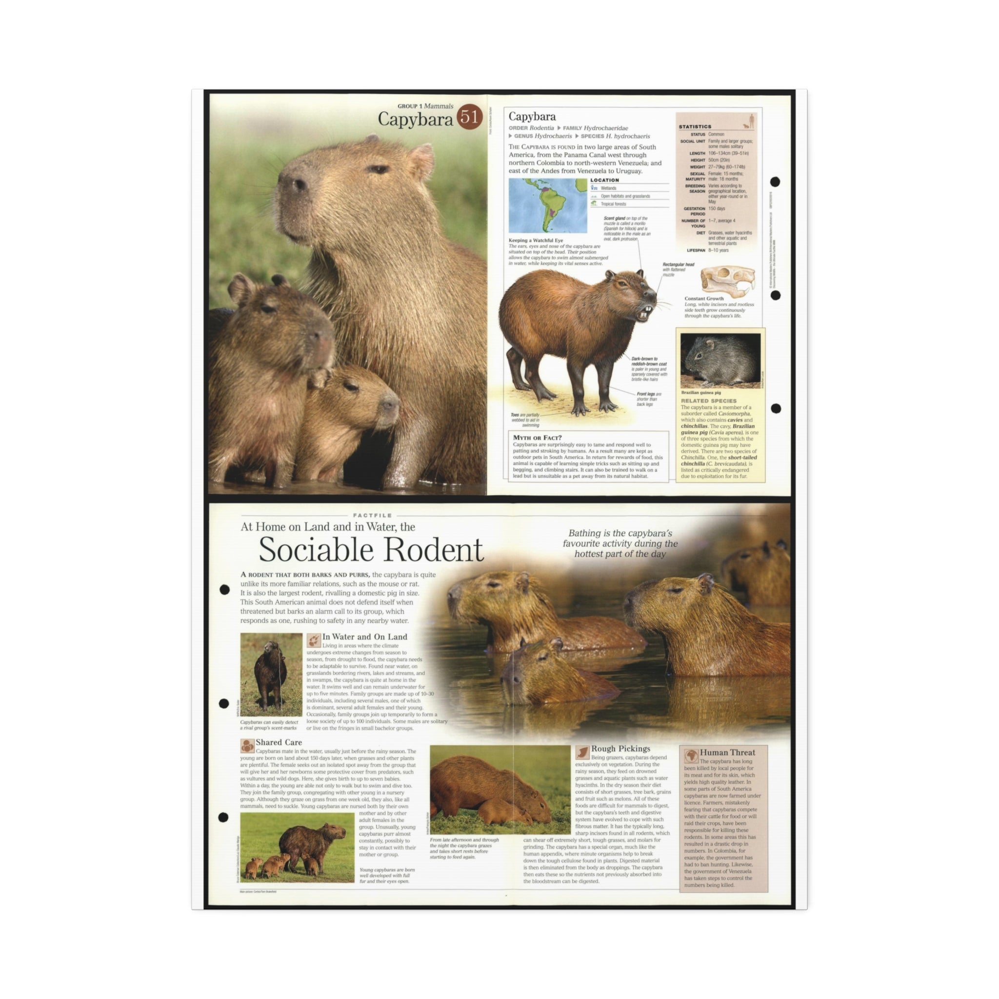 Capybara Poster, Capybara Facts and Anatomy Chart, Educational Wildlife Wall Art Canvas Print