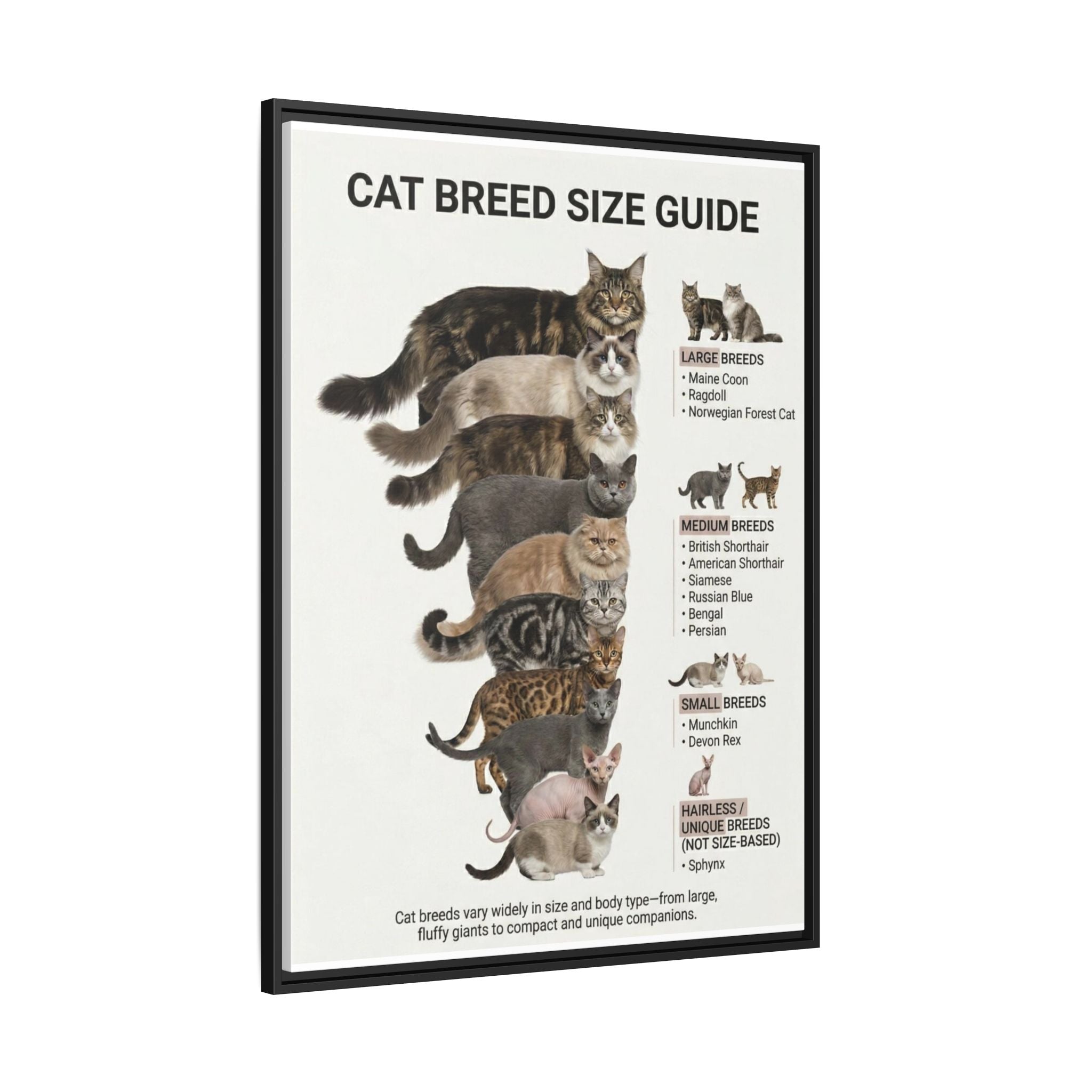 Cat Breed Size Guide Poster, Popular Domestic Cat Breeds Comparison Chart Wall Art Canvas Print