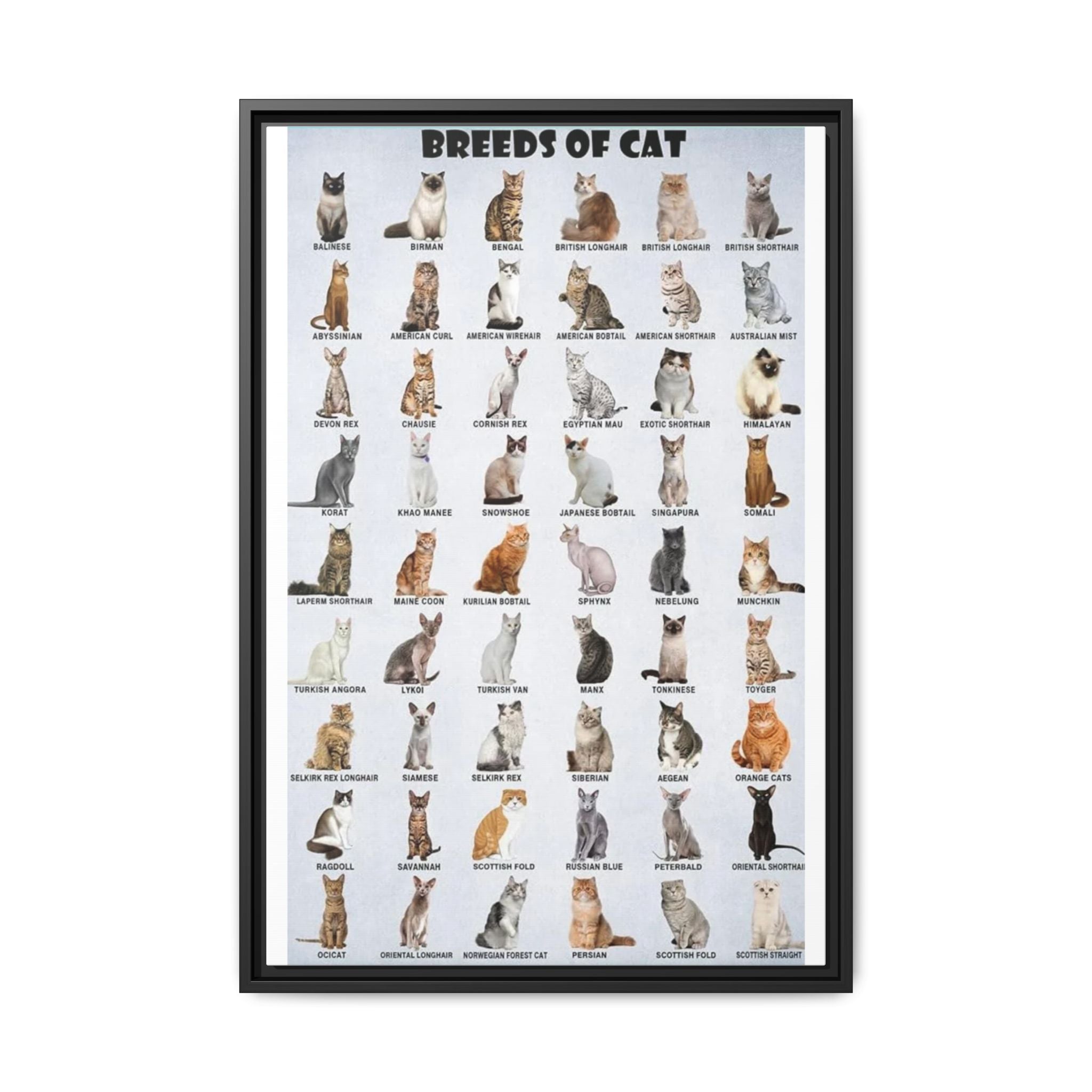 Cat Breeds Identification Poster, Domestic Cat Breed Chart, Popular Cat Types Guide, Feline Educational Canvas Print