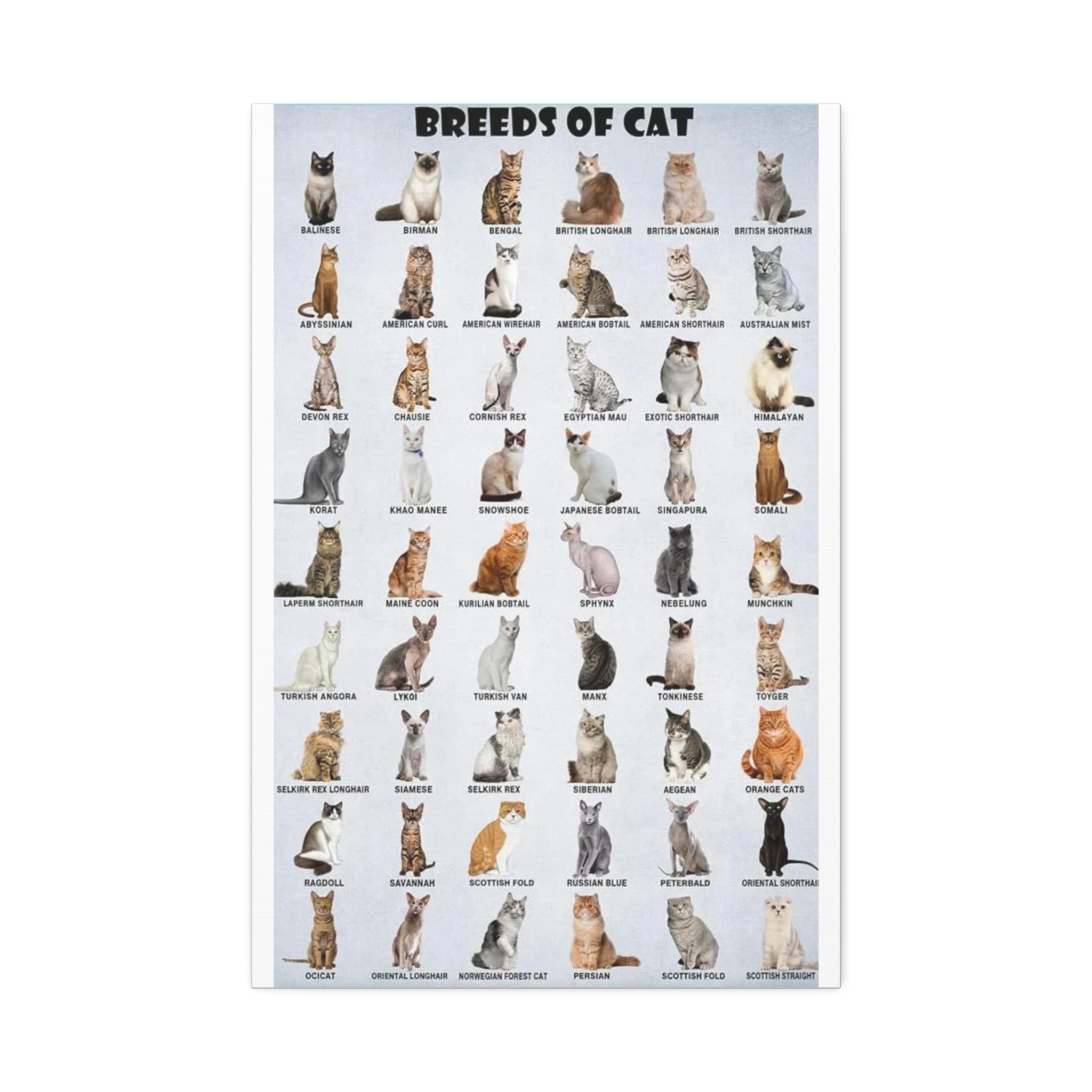 Cat Breeds Identification Poster, Domestic Cat Breed Chart, Popular Cat Types Guide, Feline Educational Canvas Print