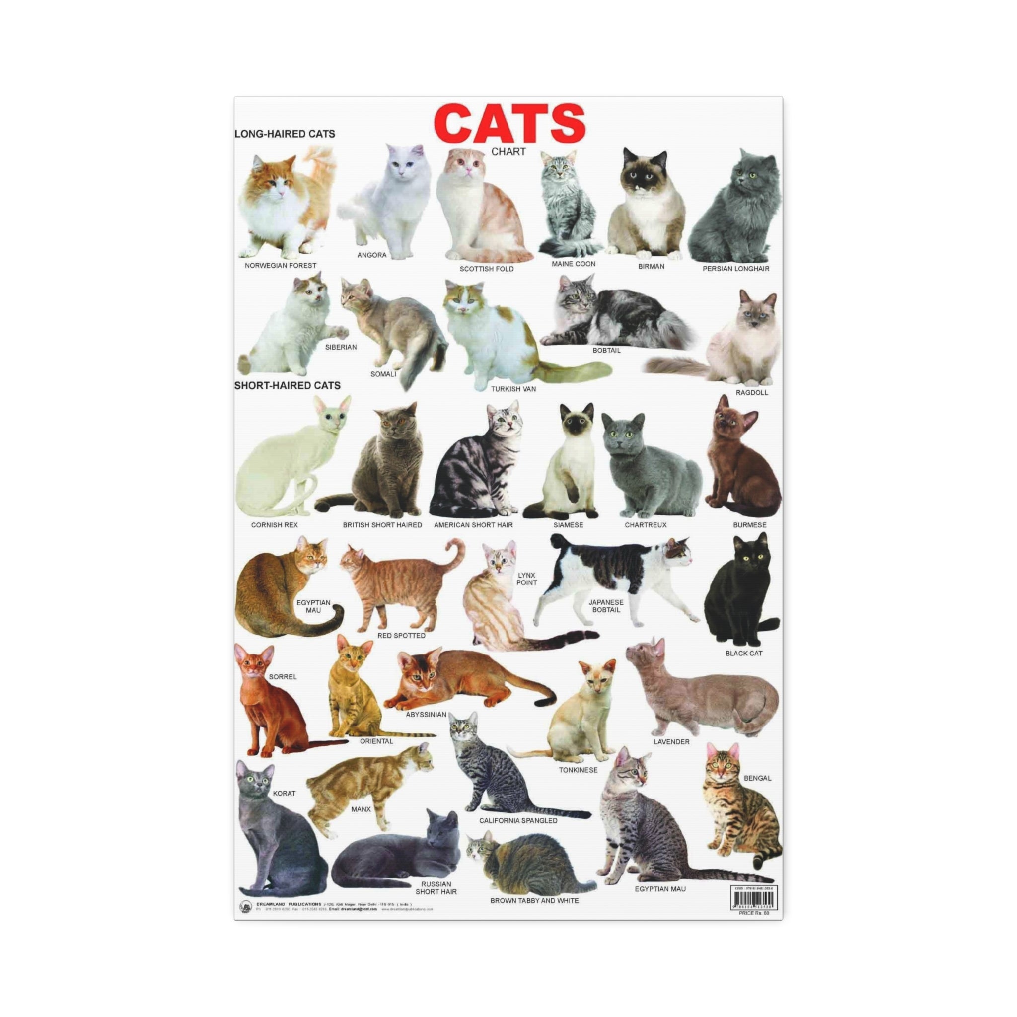 Cat Breeds Poster, Illustrated Cat Breed Identification Chart, Educational Feline Wall Art Canvas Print