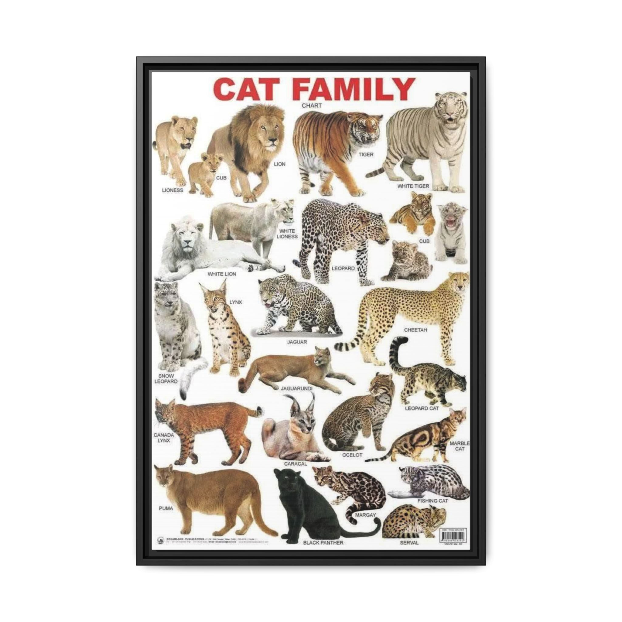 Cat Family Poster, Wild Cat Species Identification Chart, Big Cats of the World Wall Art Canvas Print