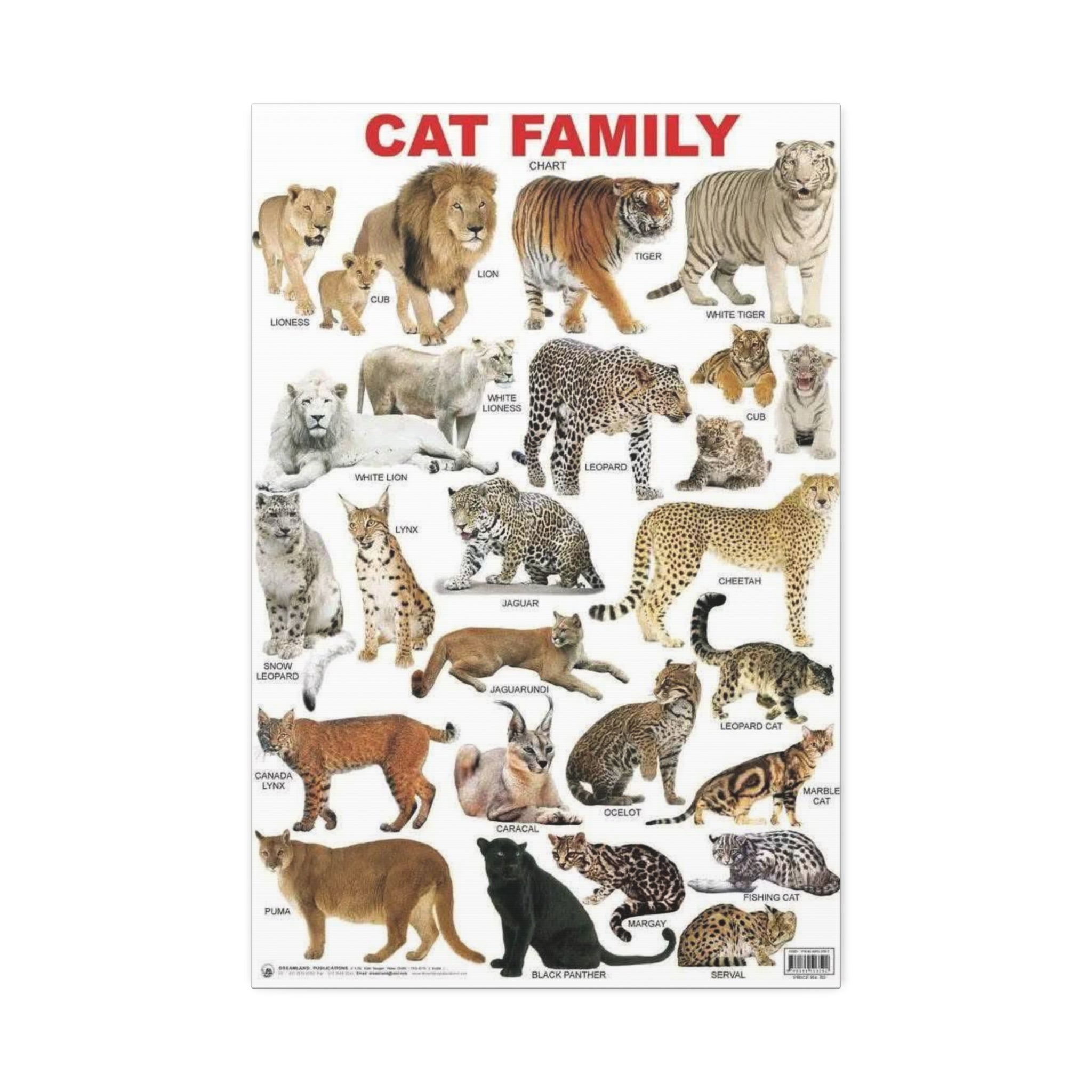 Cat Family Poster, Wild Cat Species Identification Chart, Big Cats of the World Wall Art Canvas Print