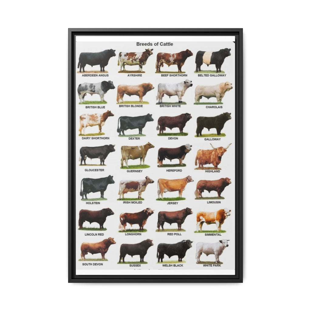 Cattle Breeds Poster, Cow Breed Identification Chart, Farm Animal Educational Wall Art Canvas Print