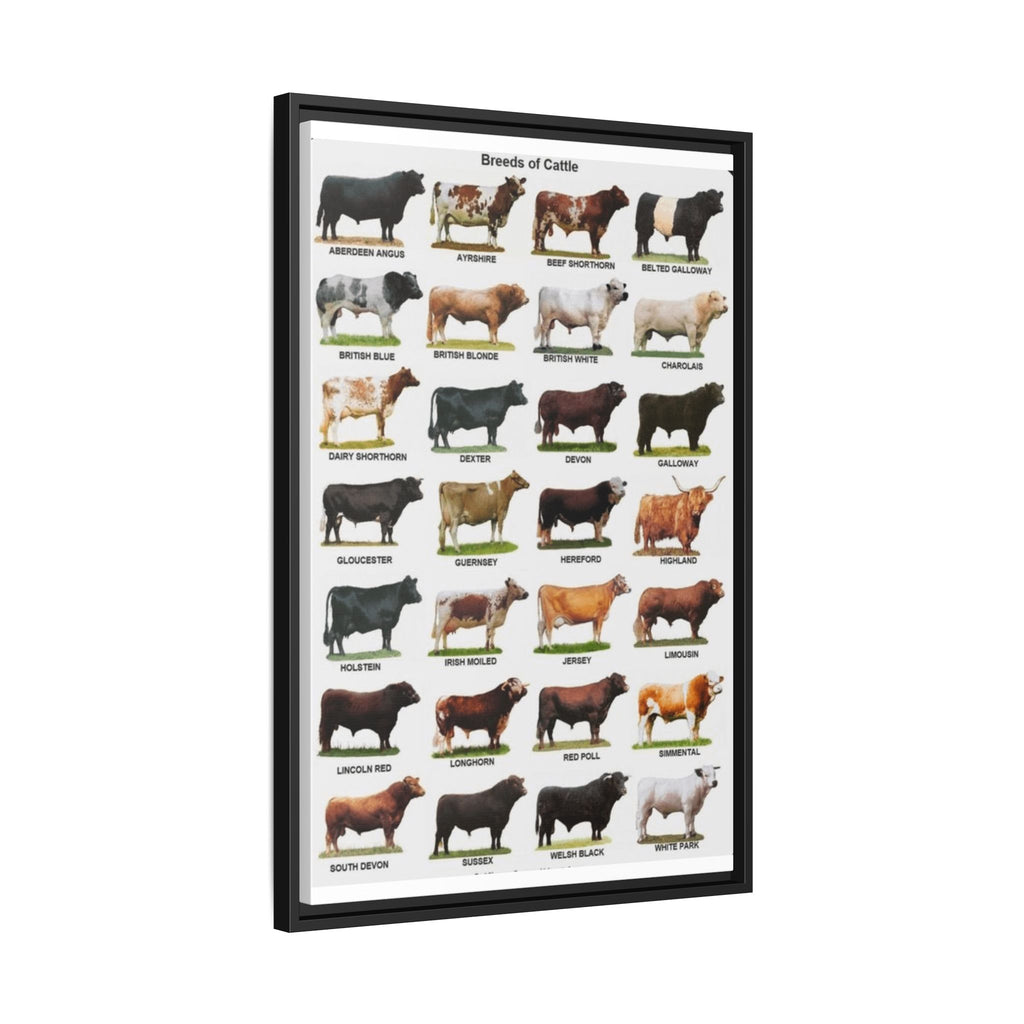 Cattle Breeds Poster, Cow Breed Identification Chart, Farm Animal Educational Wall Art Canvas Print