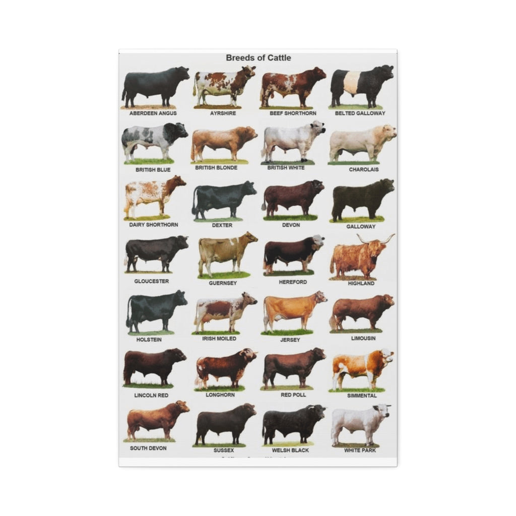 Cattle Breeds Poster, Cow Breed Identification Chart, Farm Animal Educational Wall Art Canvas Print