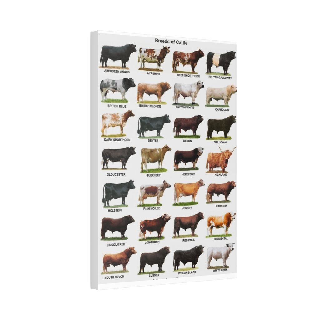 Cattle Breeds Poster, Cow Breed Identification Chart, Farm Animal Educational Wall Art Canvas Print