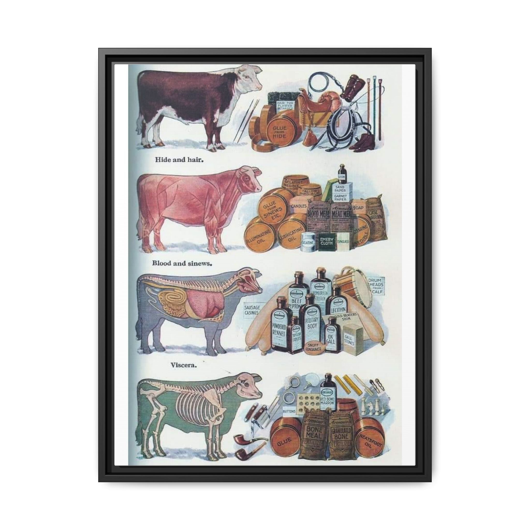Cattle By Products Poster, Vintage 1949 Cattle By Products Chart, Cow Anatomy and Agricultural Industry Educational Canvas Print