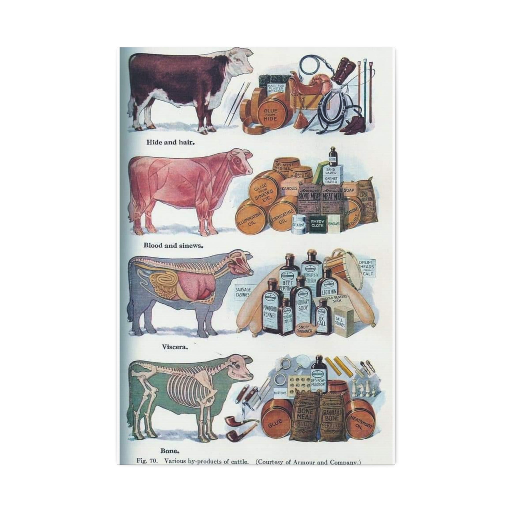 Cattle By Products Poster, Vintage 1949 Cattle By Products Chart, Cow Anatomy and Agricultural Industry Educational Canvas Print