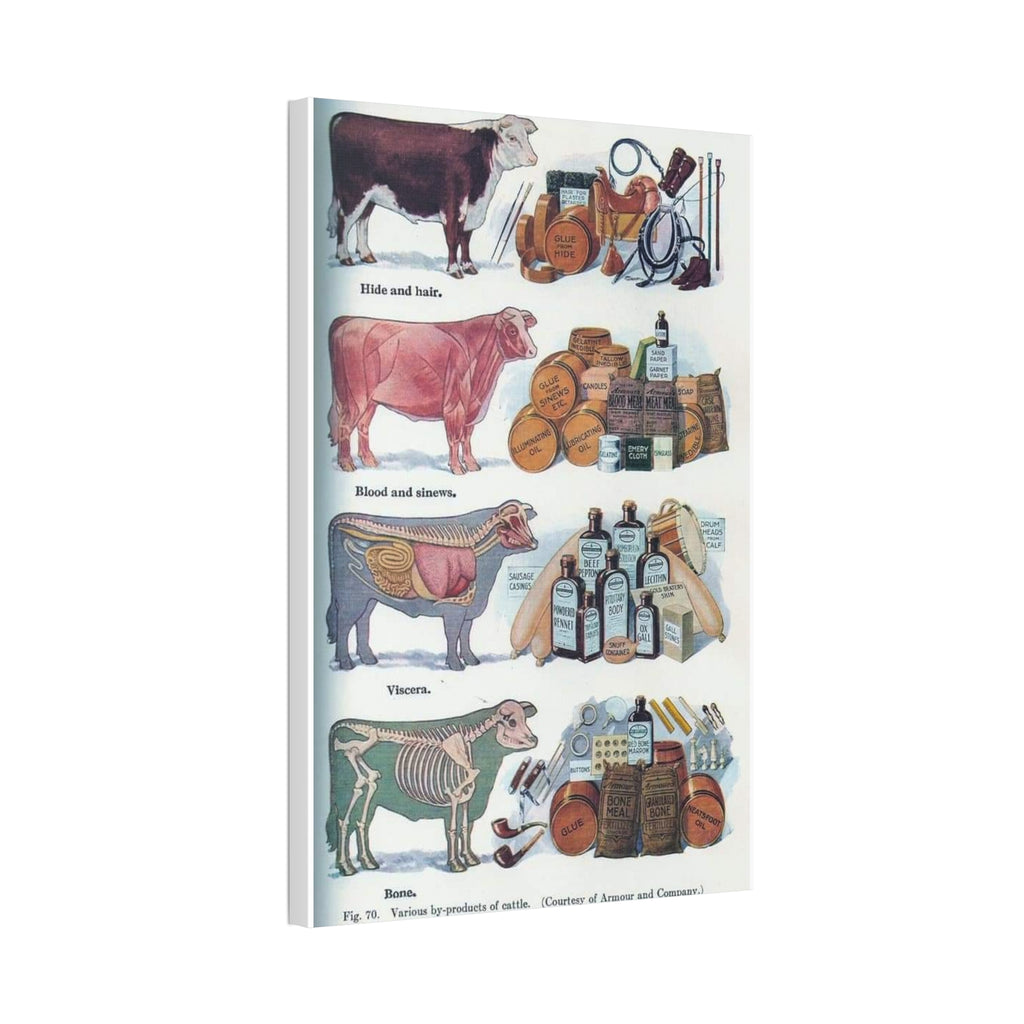 Cattle By Products Poster, Vintage 1949 Cattle By Products Chart, Cow Anatomy and Agricultural Industry Educational Canvas Print