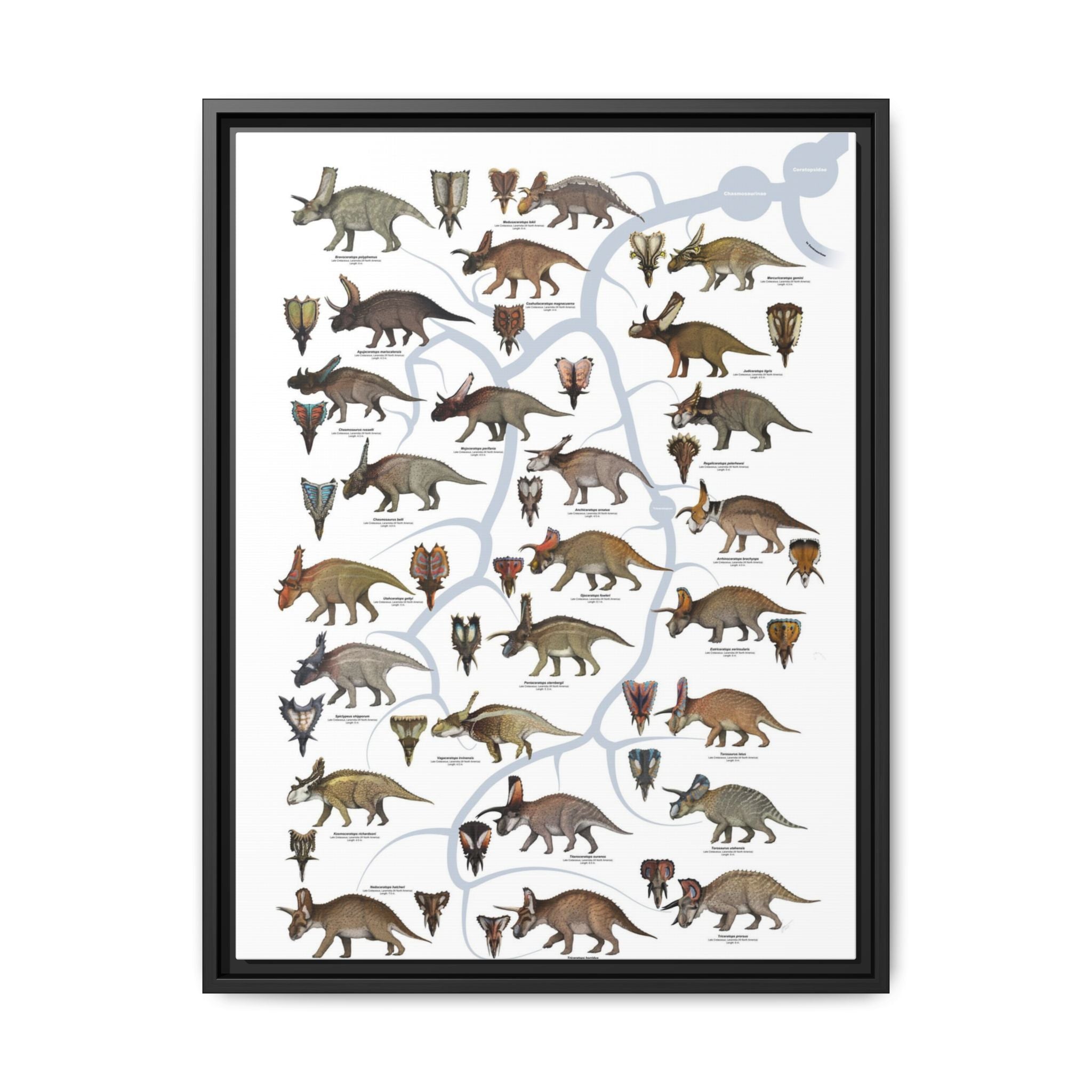 Ceratopsidae Evolutionary Tree Poster, Horned Dinosaur Family Tree Chart, Ceratopsian Evolution Guide, Dinosaur Educational Canvas Print